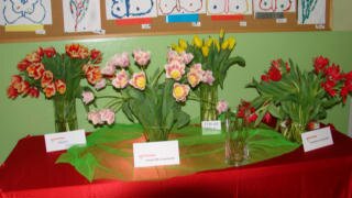 III WYSTAWA TULIPANÓW - dekoracja z tulipanów