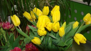 III WYSTAWA TULIPANÓW - żółte tulipany