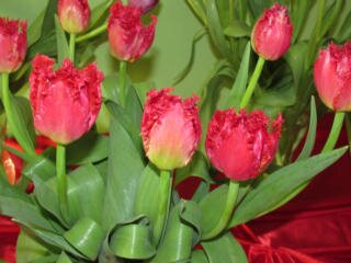 Czerwone tulipany