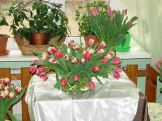 I WYSTAWA TULIPANÓW - tulipany w wazonie
