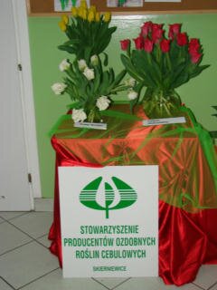 I WYSTAWA TULIPANÓW - tulipany w wazonie