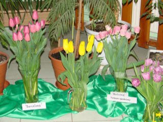 I WYSTAWA TULIPANÓW - tulipany w wazonach